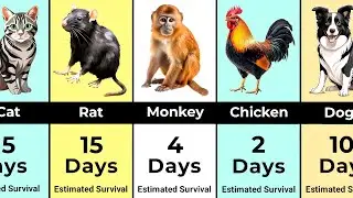 How Long Animals Can Survive Without Sleep