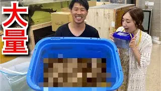 鰐さんが大量の〇〇〇を採ってきたので飼うことにしました