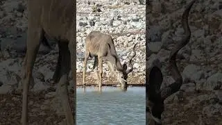 Kudu at Etosha National Park in Namibia.