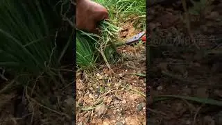 Farm Life: Cutting Veggies Like a Pro! 🌾🥕