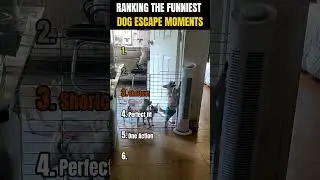 RANKING THE FUNNIEST DOG ESCAPE MOMENTS 🐶😂 | You Won&rsquo;t Believe #1!