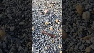 The Iron worm! or Narceus americanus, the American giant millipede! They can grow up to 5 in long!