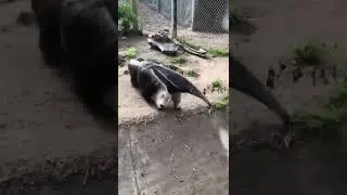 Anteater