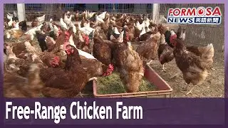 Free-range chicken farm in Nantou give birds freedom to roam, guarantees egg supply
