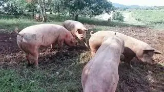 Pra&scaron;ički, kukoti, kočki, prasci ... 🐷🍀
