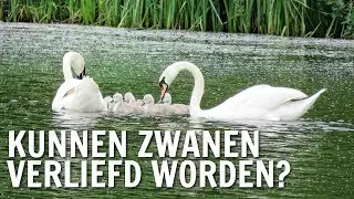 Kunnen zwanen verliefd worden? | De Buitendienst over Zwanen