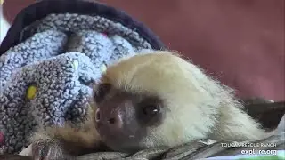 Beautiful baby sloth Mimi very up close feeding 😍 - 02/16/24 - SlothTV via explore.org