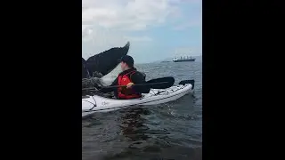 Whale surprises kayakers with up-close wild encounter.