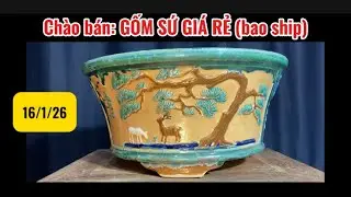 Bonsai TRƯỜNG THI | Gốm sứ giá rẻ cho anh em vô mai vàng chơi tết.
