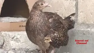Ayam Hutan Menetas Alami Dalam Kandang Penangkaran  (Green jungle fowl / Gallus varius)