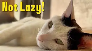 Why Cats Sleep So Much (It&rsquo;s Not Laziness)