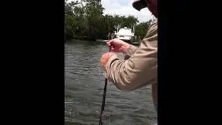 Red Fish Double header (Aaron Bob & Mark)