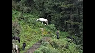 Fagu Shimla Trip -2019 Part 1