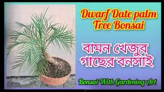 #Dwarf Date palm Tree Bonsai#Dwarf Date palm Tree Bonsai#viral#viralvideo#bonsai#gardening#garden...