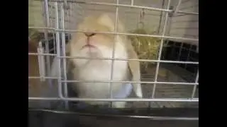 気ままな赤ちゃんうさぎ