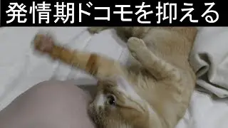【可愛い】発情期になるとお尻をこっちに向けてパソコン前に座り込み ニャンと鳴くドコモ、その発情期の沈め方、しかしみーちゃんは冷静