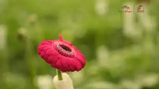 Home of Horticulture