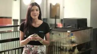 Reptiles at RSPCA Queensland