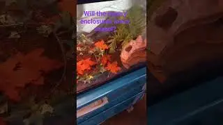 #animals #reptiles #snake #funnysnakes #reptilesofyoutube #cornsnake