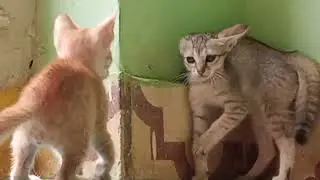 HOW TO STOP CAT FIGHT IN HOME WATCH THIS FAST