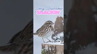 Song sparrow snackin&rsquo;! #birds #nature #winterbirds #sonyalpha #naturephotography #wildlife #bird