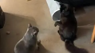 Kitty Cat Play Live Stream