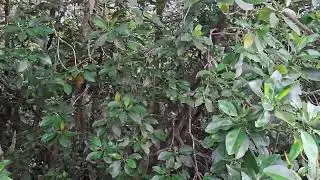 Vampire Bat Sanctuary at Puerto Galera 