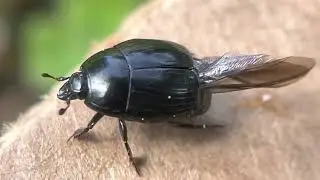 A Clown Beetle - Family Histeridae, Genus Margarinotus