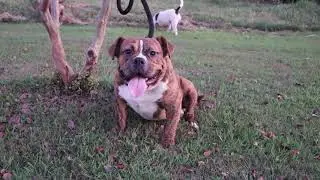 Extreme Pocket Bully | Amador Bullies | Gottiline Razor Edge Toadline Miagi Exotic