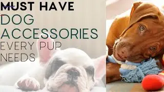 Puppy | Dog Accessory Checklist | Everything You Need for a New Pup | Bhola Shola.