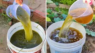 Zero Cost, Billions of Microbes: Pour These & Your Garden Will Thrive! These hacks work wonders