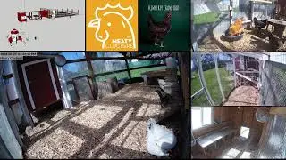 Meaty Cluckers Live Streaming Animal Camera | Watch the girls cluck live on cam 24/7