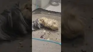 Guinea pigs mating, Toast n bog brush.