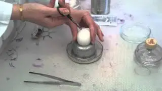 Viral Cultivation in Chicken Embryo