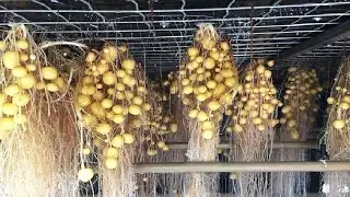 See the incredible modern aeroponic potato growing process, Modern potato chip processing factory