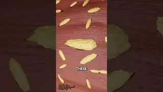 How Muscles Grow