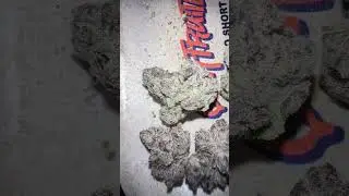 Blue Lobster Strain From Main Trees : Strainafterstrain