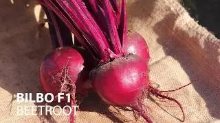 Fairbanks Seeds - Bilbo F1 Beetroot
