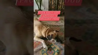 Using Food In Training #dogtrainingadvice