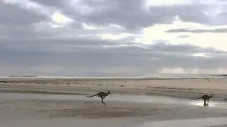 Kangaroos at Mojosurf Spot X Surf Camp
