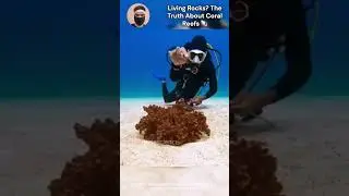 Living Rocks? The Truth About Coral Reefs