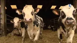 Un éleveur laitier met son troupeau en vente sur Internet