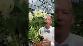 Namesake Cattleya Jill Biden