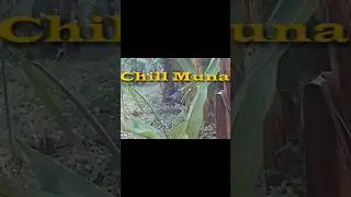 Chill mode! Battle City 4026! Sta Rosa Laguna #viral #airsoftonly #shortsvideo #shortsfeed
