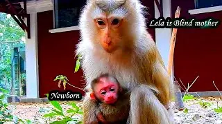 Fresh News!! Little monkey Lila, a blind mother, gives birth to her first beautiful baby.