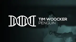 EDM | Tim Woocker - Penguin
