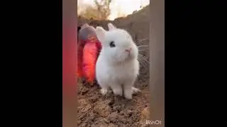 Carrot lover Bunny❤️ Rabbit hump little bunnies hump hump😍😍😍#rabbit #birds #naturelovers #pets