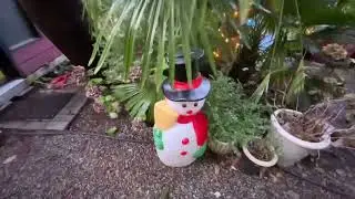 Northern Exotic garden enjoying seasonal December weather