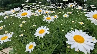 Shasta Daisy Garden Flowers 