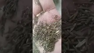 SAI HERBS Kalijiri - Kalijiri - Kali Jeera - Kali Jiri - Black Cumin